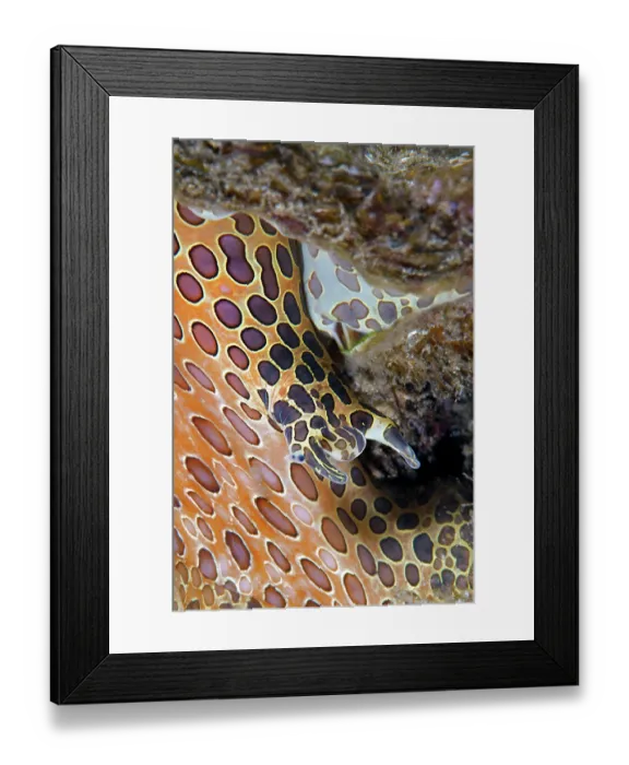 Framed Print : Hairy triton (Monoplex parthenopeus) on seabed, Tenerife, Canary Islands, Atlantic Ocean Framed Print : Hairy triton (Monoplex parthenopeus) on seabed, Tenerife, Canary Islands, Atlantic Ocean