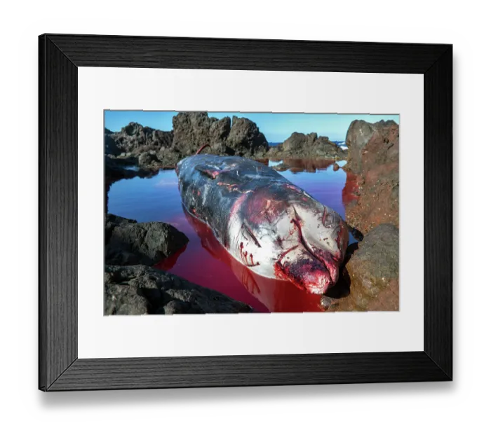 Framed Print : Dead female Cuvier's beaked whale (Ziphius cavirostris). stranded among rocks on the south east coast of Tenerife, Punta de Abona, Tenerife, Canary Islands. July, 2023 Framed Print : Dead female Cuvier's beaked whale (Ziphius cavirostris). stranded among rocks on the south east coast of Tenerife, Punta de Abona, Tenerife, Canary Islands. July, 2023