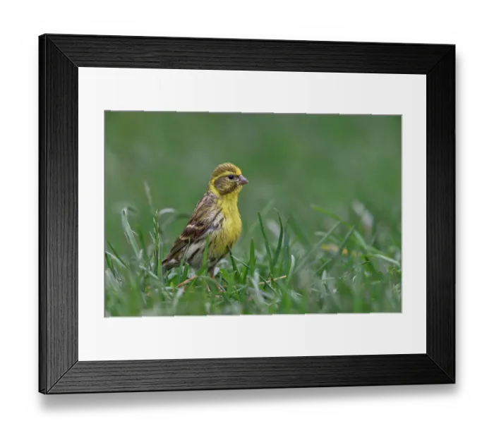 Framed Print : European serin (Serinus serinus) portrait, Navarre, Spain. June Framed Print : European serin (Serinus serinus) portrait, Navarre, Spain. June