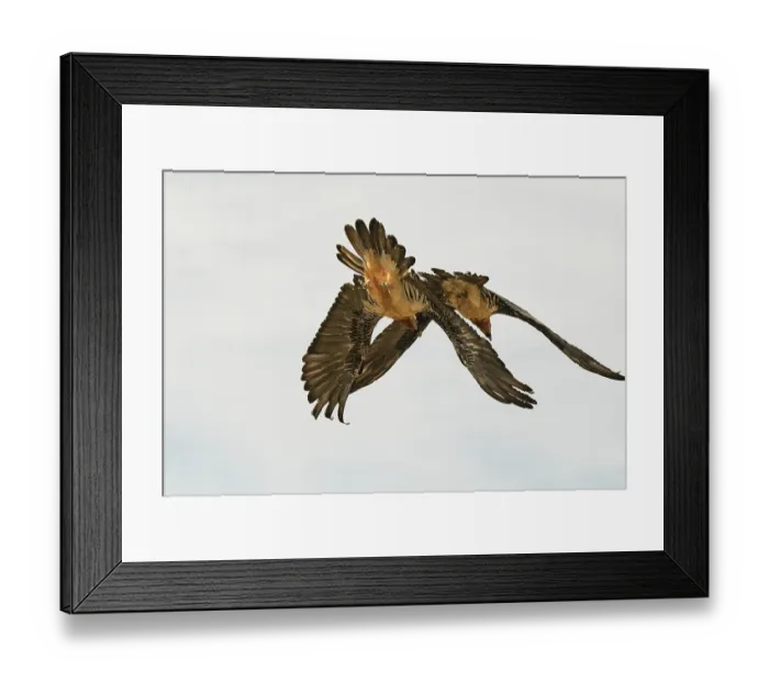 Framed Print : Bearded vulture (Gypaetus barbatus) pair, flying in close parallel formation, courtship display, Lamiana, Aragon, Spanish Pyrenees, Spain. April Framed Print : Bearded vulture (Gypaetus barbatus) pair, flying in close parallel formation, courtship display, Lamiana, Aragon, Spanish Pyrenees, Spain. April