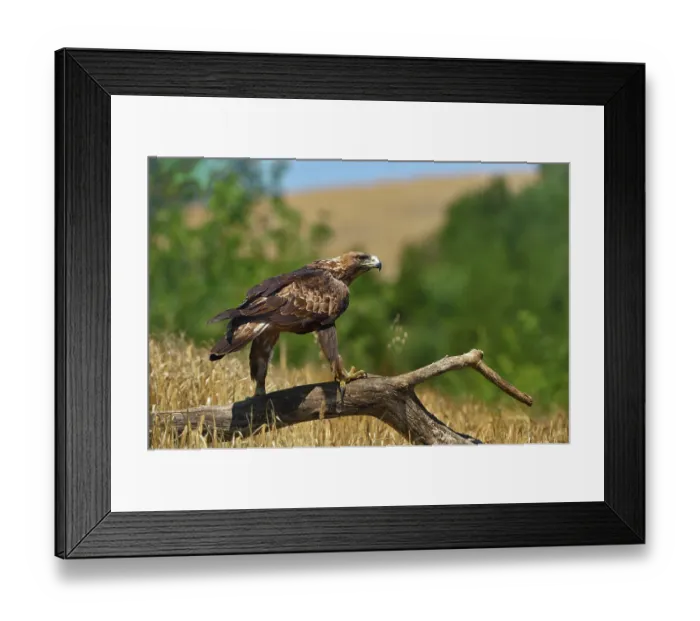 Framed Print : RF- Golden eagle (Aquila chrysaetos) perched on dead branch, Navarre, Spain. June. (This image may be licensed either as rights managed or royalty free.) Framed Print : RF- Golden eagle (Aquila chrysaetos) perched on dead branch, Navarre, Spain. June. (This image may be licensed either as rights managed or royalty free.)