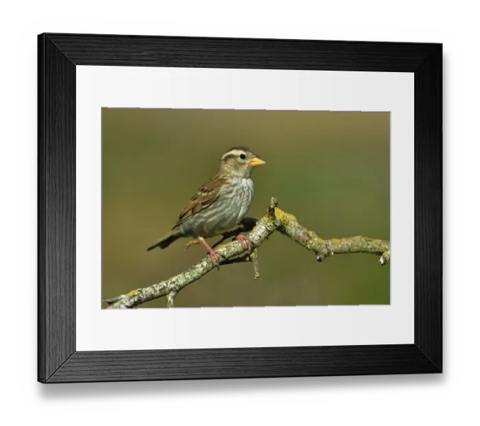 Framed Print : Rock sparrow (Petronia petronia) perched on branch, Navarre, Spain. June Framed Print : Rock sparrow (Petronia petronia) perched on branch, Navarre, Spain. June