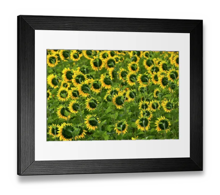 Framed Print : Common sunflowers (Helianthus annuus) in flower, Spain. June Framed Print : Common sunflowers (Helianthus annuus) in flower, Spain. June