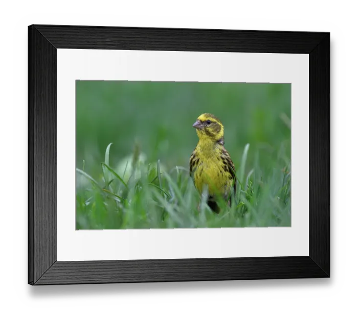 Framed Print : European serin (Serinus serinus) portrait, Navarre, Spain. June Framed Print : European serin (Serinus serinus) portrait, Navarre, Spain. June