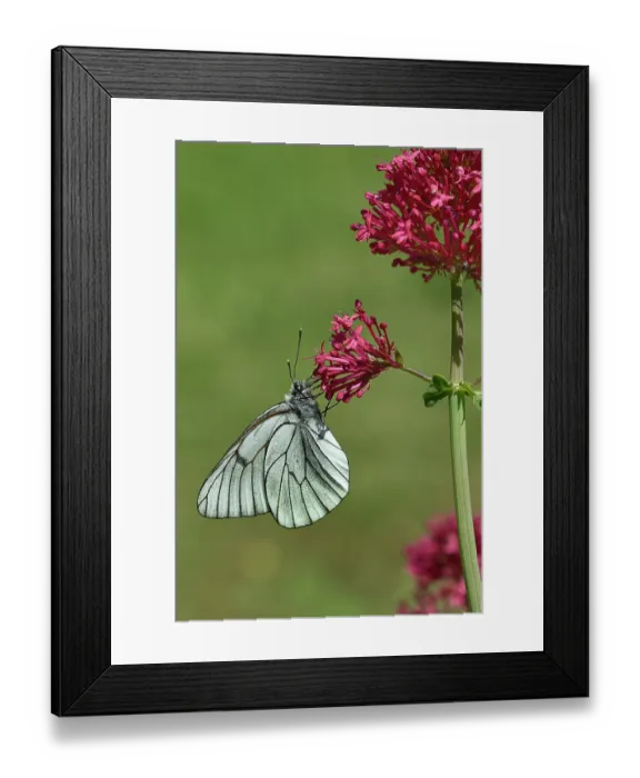 Framed Print : Black-veined white butterfly (Aporia crataegi) nectaring on pink flower, Vendee, France. May Framed Print : Black-veined white butterfly (Aporia crataegi) nectaring on pink flower, Vendee, France. May