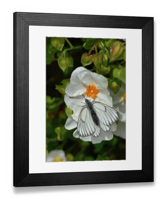Framed Print : Black-veined white butterfly (Aporia crataegi) resting on white flower, Vendee, France. May Framed Print : Black-veined white butterfly (Aporia crataegi) resting on white flower, Vendee, France. May