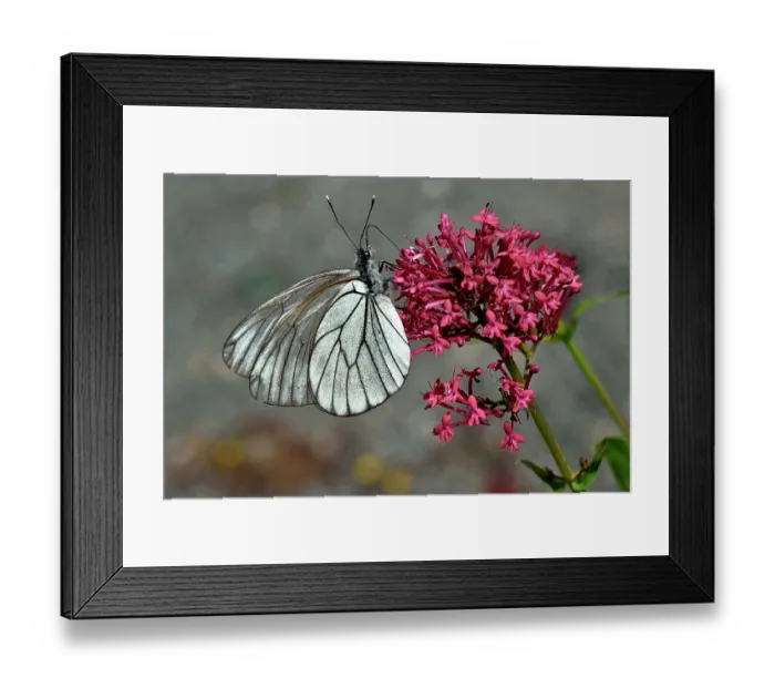 Framed Print : Black-veined white butterfly (Aporia crataegi) nectaring on pink flower, Vendee, France. May Framed Print : Black-veined white butterfly (Aporia crataegi) nectaring on pink flower, Vendee, France. May