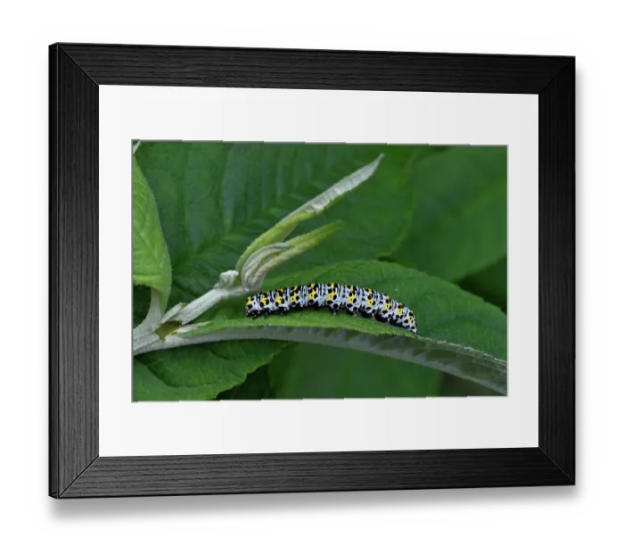 Framed Print : Water betony moth (Shargacucullia scrophulariae) caterpillar on a leaf, Vendee, France. May Framed Print : Water betony moth (Shargacucullia scrophulariae) caterpillar on a leaf, Vendee, France. May