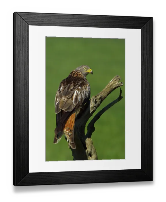 Framed Print : RF- Red kite (Milvus milvus) perched on dead branch, Navarre, Spain. June. (This image may be licensed either as rights managed or royalty free.) Framed Print : RF- Red kite (Milvus milvus) perched on dead branch, Navarre, Spain. June. (This image may be licensed either as rights managed or royalty free.)
