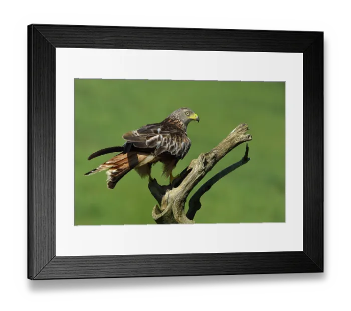 Framed Print : RF- Red kite (Milvus milvus) perched on dead branch, Navarre, Spain. June. (This image may be licensed either as rights managed or royalty free.)