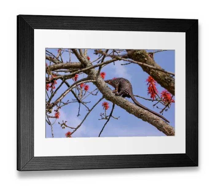 Framed Print : Tree pangolin (Phataginus tricuspis) climbing along branch, Pangolin rescue project, Bwindi Impenetrable Forest, Uganda. Captive before release. Endangered Framed Print : Tree pangolin (Phataginus tricuspis) climbing along branch, Pangolin rescue project, Bwindi Impenetrable Forest, Uganda. Captive before release. Endangered