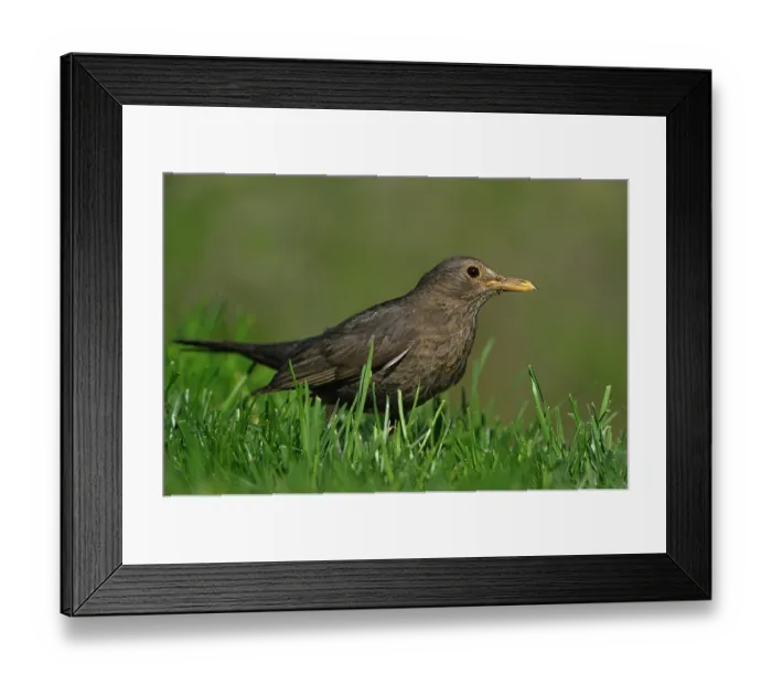 Framed Print : RF- Blackbird (Turdus merula) female, portrait, Spain. June. (This image may be licensed either as rights managed or royalty free.) Framed Print : RF- Blackbird (Turdus merula) female, portrait, Spain. June. (This image may be licensed either as rights managed or royalty free.)