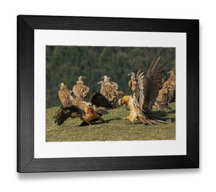 Framed Print : Two Bearded vultures (Gypaetus barbatus) fighting over food at feeding site, with Griffon vultures (Gyps fulvus) behind, Lamiana, Aragon, Spanish Pyrenees, Spain. April Framed Print : Two Bearded vultures (Gypaetus barbatus) fighting over food at feeding site, with Griffon vultures (Gyps fulvus) behind, Lamiana, Aragon, Spanish Pyrenees, Spain. April