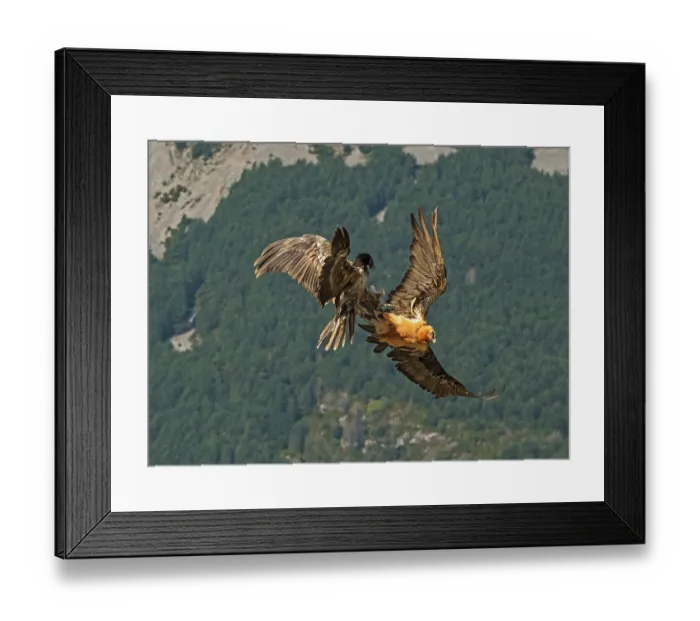 Framed Print : Bearded vulture (Gypaetus barbatus) pair, in flight over hillside, male talon grappling with female in courtship display, Lamiana, Aragon, Spanish Pyrenees, Spain. April