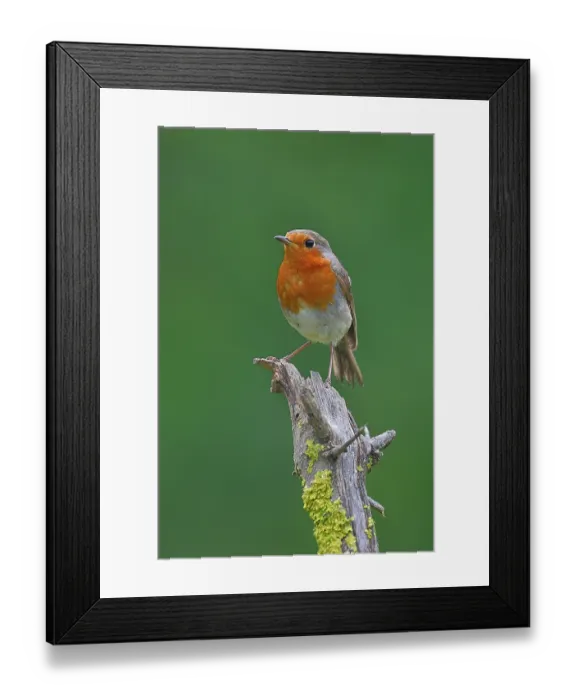 Framed Print : RF- European robin (Erithacus rubecula) perched on dead branch, Navarre, Spain. June. (This image may be licensed either as rights managed or royalty free.) Framed Print : RF- European robin (Erithacus rubecula) perched on dead branch, Navarre, Spain. June. (This image may be licensed either as rights managed or royalty free.)