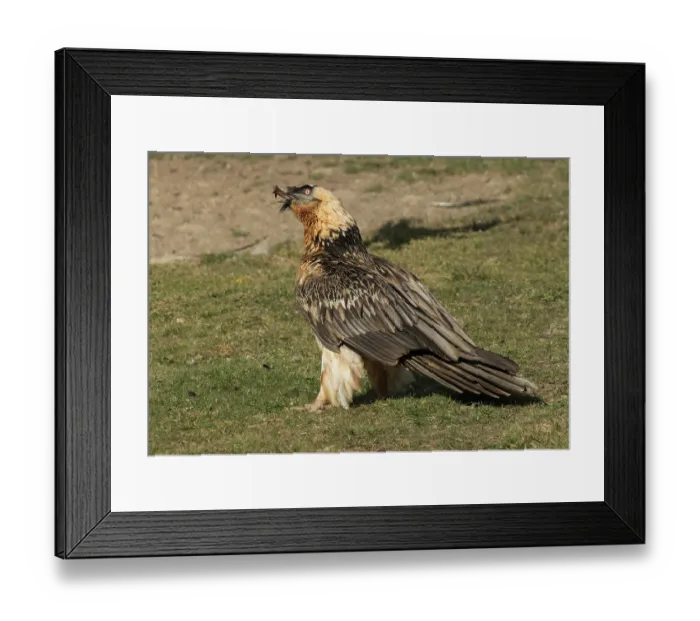 Framed Print : Bearded vulture (Gypaetus barbatus) swallowing a Sheep's leg, Lamiana, Aragon, Spanish Pyrenees, Spain. April Framed Print : Bearded vulture (Gypaetus barbatus) swallowing a Sheep's leg, Lamiana, Aragon, Spanish Pyrenees, Spain. April