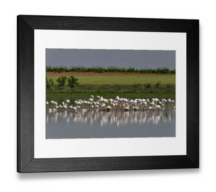 Framed Print : Greater flamingo (Phoenicopterus roseus) flock standing in shallow water, Castilla la Mancha, Spain. June Framed Print : Greater flamingo (Phoenicopterus roseus) flock standing in shallow water, Castilla la Mancha, Spain. June