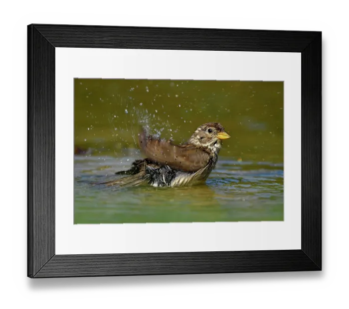 Framed Print : Rock sparrow (Petronia petronia) bathing, Navarre, Spain. June Framed Print : Rock sparrow (Petronia petronia) bathing, Navarre, Spain. June