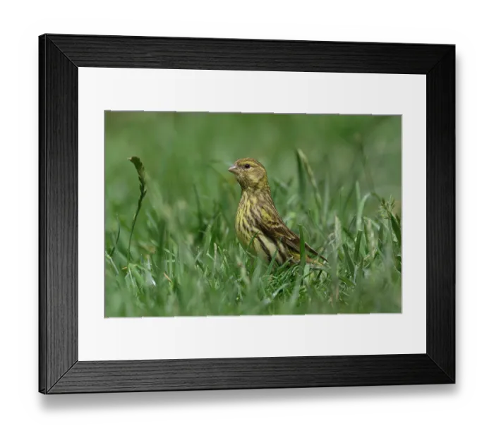 Framed Print : European serin (Serinus serinus) portrait, Navarre, Spain. June