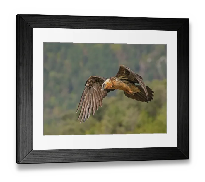 Framed Print : Bearded vulture (Gypaetus barbatus) in flight against a wooded hillside, Lamiana, Aragon, Spanish Pyrenees. Spain Framed Print : Bearded vulture (Gypaetus barbatus) in flight against a wooded hillside, Lamiana, Aragon, Spanish Pyrenees. Spain