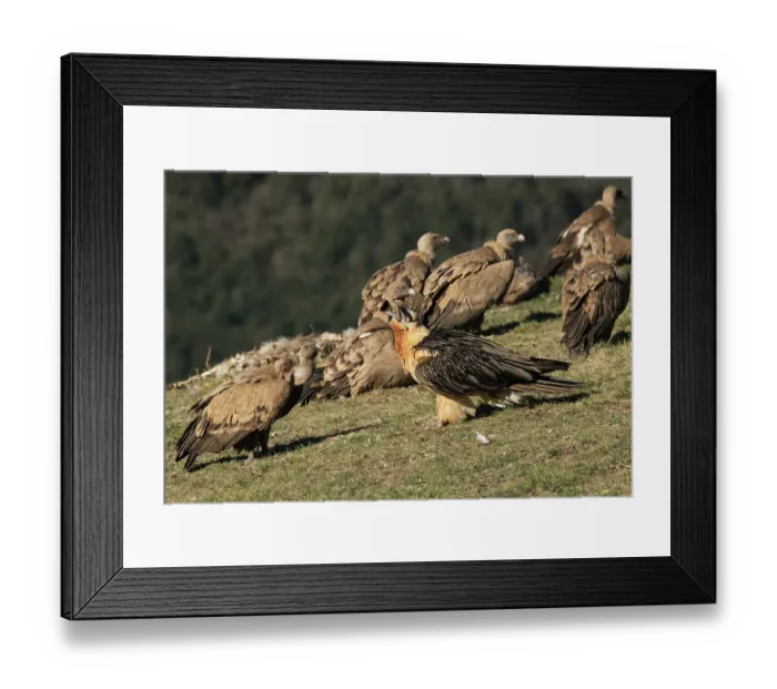 Framed Print : Bearded vulture (Gypaetus barbatus) swallowing a Sheep's leg, watched intently by a Griffon Vulture (Gyps fulvus), Lamiana, Aragon, Spanish Pyrenees, Spain. April Framed Print : Bearded vulture (Gypaetus barbatus) swallowing a Sheep's leg, watched intently by a Griffon Vulture (Gyps fulvus), Lamiana, Aragon, Spanish Pyrenees, Spain. April