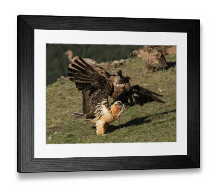 Framed Print : Bearded vulture (Gypaetus barbatus) carrying a Sheep's leg in beak being pursued by a Griffon vulture (Gyps fulvus) on hillside, Lamiana, Aragon, Spanish Pyrenees, Spain. April Framed Print : Bearded vulture (Gypaetus barbatus) carrying a Sheep's leg in beak being pursued by a Griffon vulture (Gyps fulvus) on hillside, Lamiana, Aragon, Spanish Pyrenees, Spain. April