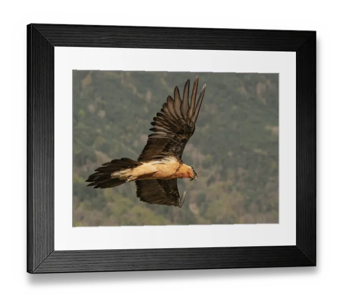 Framed Print : Bearded vulture (Gypaetus barbatus) in flight with beak open, Lamiana, Aragon, Spanish Pyrenees, Spain. April