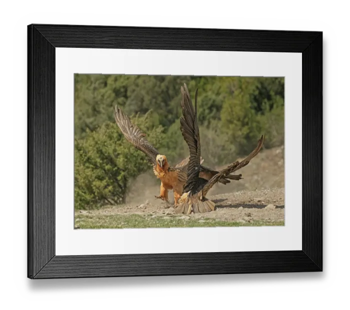 Framed Print : Two Bearded vultures (Gypaetus barbatus) fighting over food at at feeding site. One threatening and rushing at the other which is defending itself Framed Print : Two Bearded vultures (Gypaetus barbatus) fighting over food at at feeding site. One threatening and rushing at the other which is defending itself