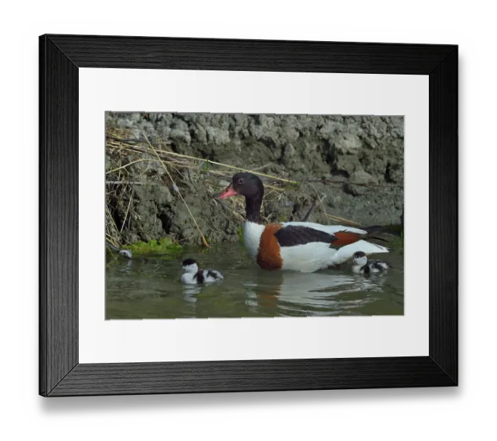 Framed Print : Common shelduck (Tadorna tadorna) with duckling on water, Marais de Vendee, France. May Framed Print : Common shelduck (Tadorna tadorna) with duckling on water, Marais de Vendee, France. May