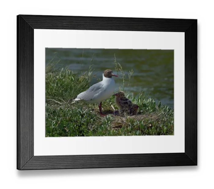 Framed Print : Black-headed gull (Chroicocephalus ridibundus) with two chicks on nest at water's edge, Marais de Vendee, France. May Framed Print : Black-headed gull (Chroicocephalus ridibundus) with two chicks on nest at water's edge, Marais de Vendee, France. May