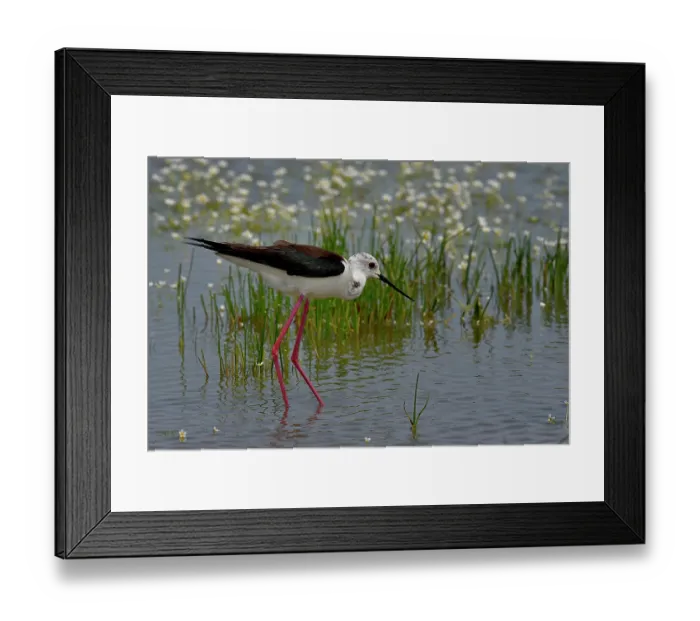 Framed Print : Black-winged stilt (Himantopus himantopus) wading through shallow water, Marais de Vendee, France. May Framed Print : Black-winged stilt (Himantopus himantopus) wading through shallow water, Marais de Vendee, France. May