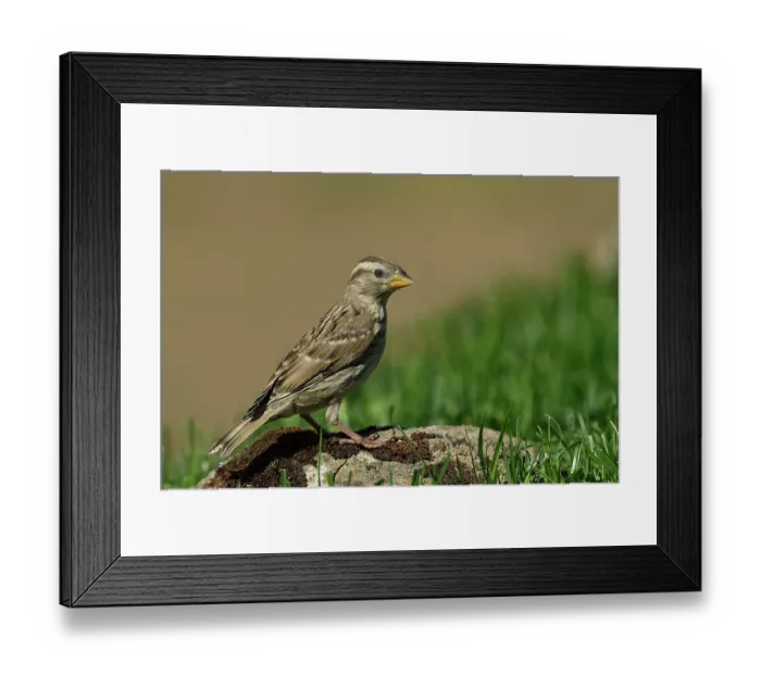 Framed Print : Rock sparrow (Petronia petronia) perched on a rock, Navarre, Spain. June Framed Print : Rock sparrow (Petronia petronia) perched on a rock, Navarre, Spain. June