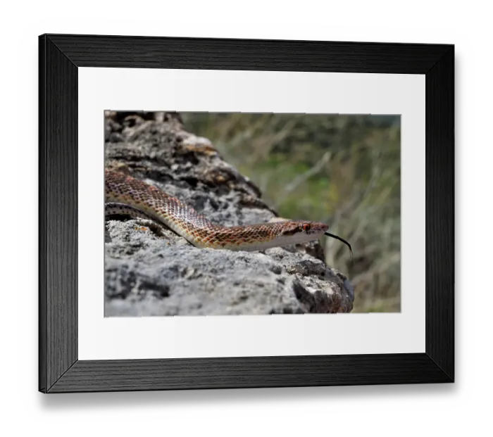 Framed Print : Mohave glossy snake (Arizona elegans candida) resting on rocks, Panamint Mountains, Death Valley National Park, California, USA Framed Print : Mohave glossy snake (Arizona elegans candida) resting on rocks, Panamint Mountains, Death Valley National Park, California, USA