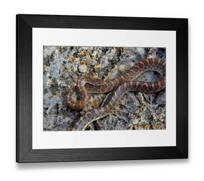 Framed Print : Mohave glossy snake (Arizona elegans candida) resting on rocks, Panamint Mountains, Death Valley National Park, California, USA Framed Print : Mohave glossy snake (Arizona elegans candida) resting on rocks, Panamint Mountains, Death Valley National Park, California, USA