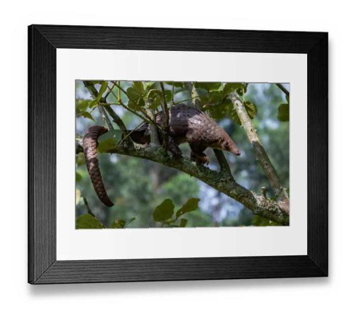 Framed Print : RF - Tree pangolin (Phataginus tricuspis) climbing along branch, Pangolin rescue project, Bwindi Impenetrable Forest, Uganda. Captive before release. Endangered Framed Print : RF - Tree pangolin (Phataginus tricuspis) climbing along branch, Pangolin rescue project, Bwindi Impenetrable Forest, Uganda. Captive before release. Endangered