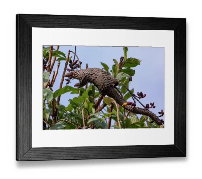 Framed Print : Tree pangolin (Phataginus tricuspis) climbing in tree, Pangolin rescue project, Bwindi Impenetrable Forest, Uganda. Captive before release. Endangered Framed Print : Tree pangolin (Phataginus tricuspis) climbing in tree, Pangolin rescue project, Bwindi Impenetrable Forest, Uganda. Captive before release. Endangered