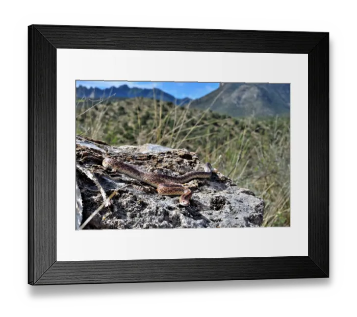 Framed Print : Mohave glossy snake (Arizona elegans candida) resting on rocks, Panamint Mountains, Death Valley National Park, California, USA Framed Print : Mohave glossy snake (Arizona elegans candida) resting on rocks, Panamint Mountains, Death Valley National Park, California, USA