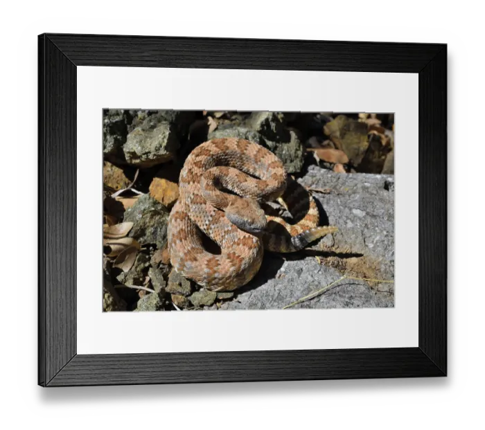 Framed Print : Panamint rattlesnake (Crotalus stephensi) coiled up on rocks, Death Valley National Park, California, USA