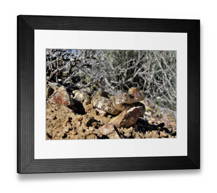 Framed Print : Baja California lyresnake (Trimorphodon lyrophanes) with tongue out, resting on rocky ground, Panamint Mountains, Death Valley National Park, California, USA Framed Print : Baja California lyresnake (Trimorphodon lyrophanes) with tongue out, resting on rocky ground, Panamint Mountains, Death Valley National Park, California, USA