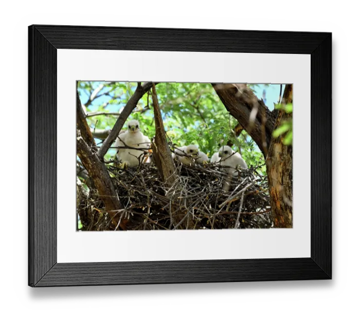 Framed Print : Cooper's hawk (Accipiter cooperii) chicks in nest, Catalina State Park, Arizona, USA Framed Print : Cooper's hawk (Accipiter cooperii) chicks in nest, Catalina State Park, Arizona, USA