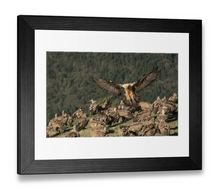 Framed Print : Bearded vulture (Gypaetus barbatus) landing among large flock of Griffon vultures (Gyps fulvus) at feeding site, with wooded hillside behind, Lamiana, Aragon, Spanish Pyrenees Framed Print : Bearded vulture (Gypaetus barbatus) landing among large flock of Griffon vultures (Gyps fulvus) at feeding site, with wooded hillside behind, Lamiana, Aragon, Spanish Pyrenees