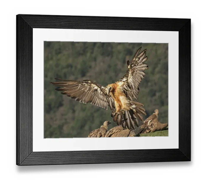 Framed Print : Bearded vulture (Gypaetus barbatus) landing among flock of Griffon vultures (Gyps fulvus) at feeding site, with wooded hillside behind, Lamiana, Aragon, Spanish Pyrenees, Spain Framed Print : Bearded vulture (Gypaetus barbatus) landing among flock of Griffon vultures (Gyps fulvus) at feeding site, with wooded hillside behind, Lamiana, Aragon, Spanish Pyrenees, Spain