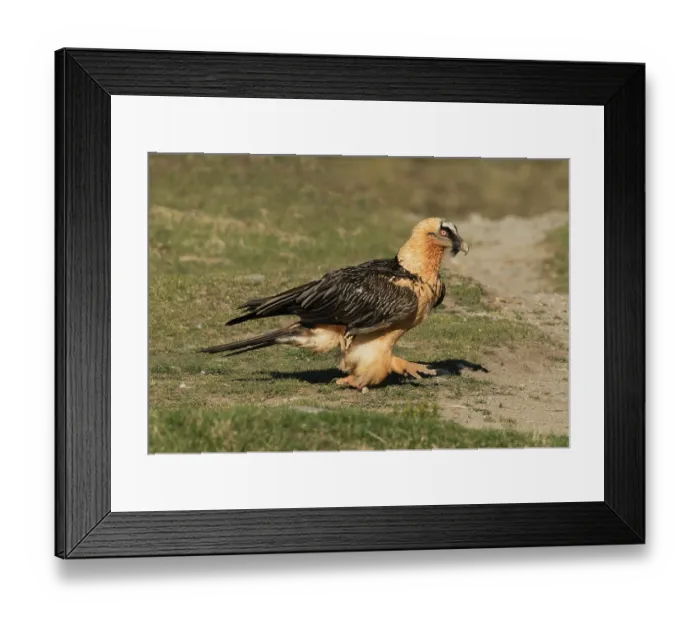 Framed Print : Bearded vulture (Gypaetus barbatus) walking over hillside, Lamiana, Aragon, Spanish Pyrenees, Spain. April