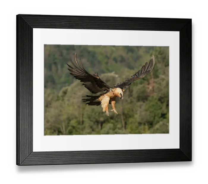 Framed Print : Bearded vulture (Gypaetus barbatus) in flight, coming in to land at feeding site, with wooded hillside behind, Lamiana, Aragon, Spanish Pyrenees, Spain. April Framed Print : Bearded vulture (Gypaetus barbatus) in flight, coming in to land at feeding site, with wooded hillside behind, Lamiana, Aragon, Spanish Pyrenees, Spain. April