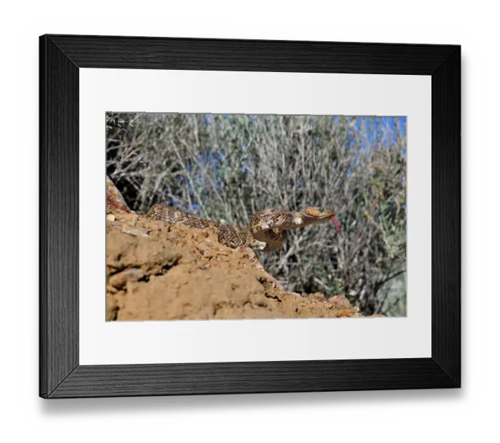 Framed Print : Baja California lyresnake (Trimorphodon lyrophanes) with tongue out, Panamint Mountains, Death Valley National Park, California, USA Framed Print : Baja California lyresnake (Trimorphodon lyrophanes) with tongue out, Panamint Mountains, Death Valley National Park, California, USA