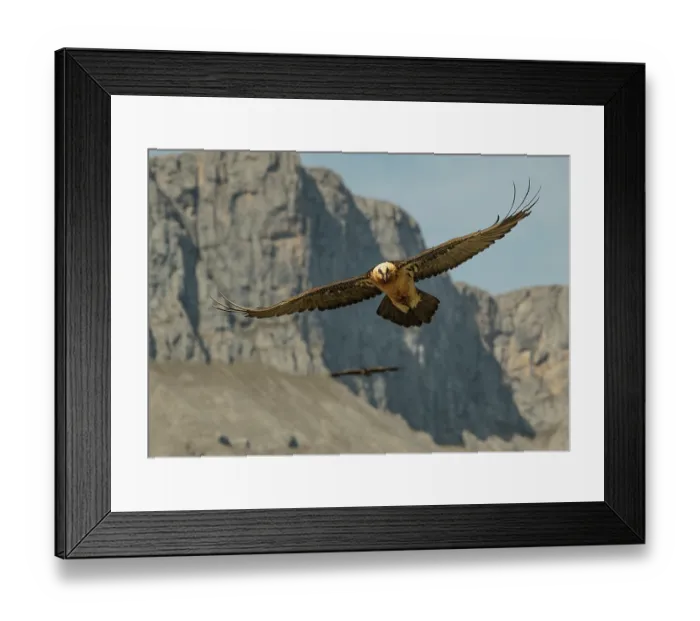Framed Print : Bearded vulture (Gypaetus barbatus) in flight with mountain crags behind. Juvenile bird following behind, Lamiana, Aragon, Spanish Pyrenees, Spain. April Framed Print : Bearded vulture (Gypaetus barbatus) in flight with mountain crags behind. Juvenile bird following behind, Lamiana, Aragon, Spanish Pyrenees, Spain. April