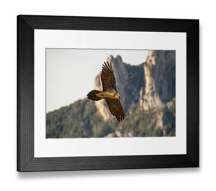 Framed Print : Bearded vulture (Gypaetus barbatus) in flight, with mountain crags behind, Lamiana, Aragon, Spanish Pyrenees. Spain. January Framed Print : Bearded vulture (Gypaetus barbatus) in flight, with mountain crags behind, Lamiana, Aragon, Spanish Pyrenees. Spain. January