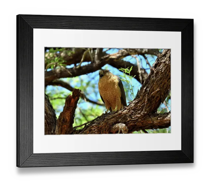 Framed Print : Cooper's hawk (Accipiter cooperii) perched on branch, calling, Catalina State Park, Arizona, USA Framed Print : Cooper's hawk (Accipiter cooperii) perched on branch, calling, Catalina State Park, Arizona, USA