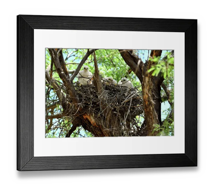 Framed Print : Cooper's hawk (Accipiter cooperii) chicks in nest, Catalina State Park, Arizona, USA