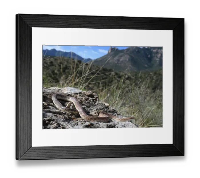 Framed Print : Mohave glossy snake (Arizona elegans candida) resting on rocks, Panamint Mountains, Death Valley National Park, California, USA Framed Print : Mohave glossy snake (Arizona elegans candida) resting on rocks, Panamint Mountains, Death Valley National Park, California, USA